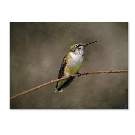Trademark Fine Art Jai Johnson 'Hummingbird Portrait' Canvas Art, 35x47 ALI13862-C3547GG